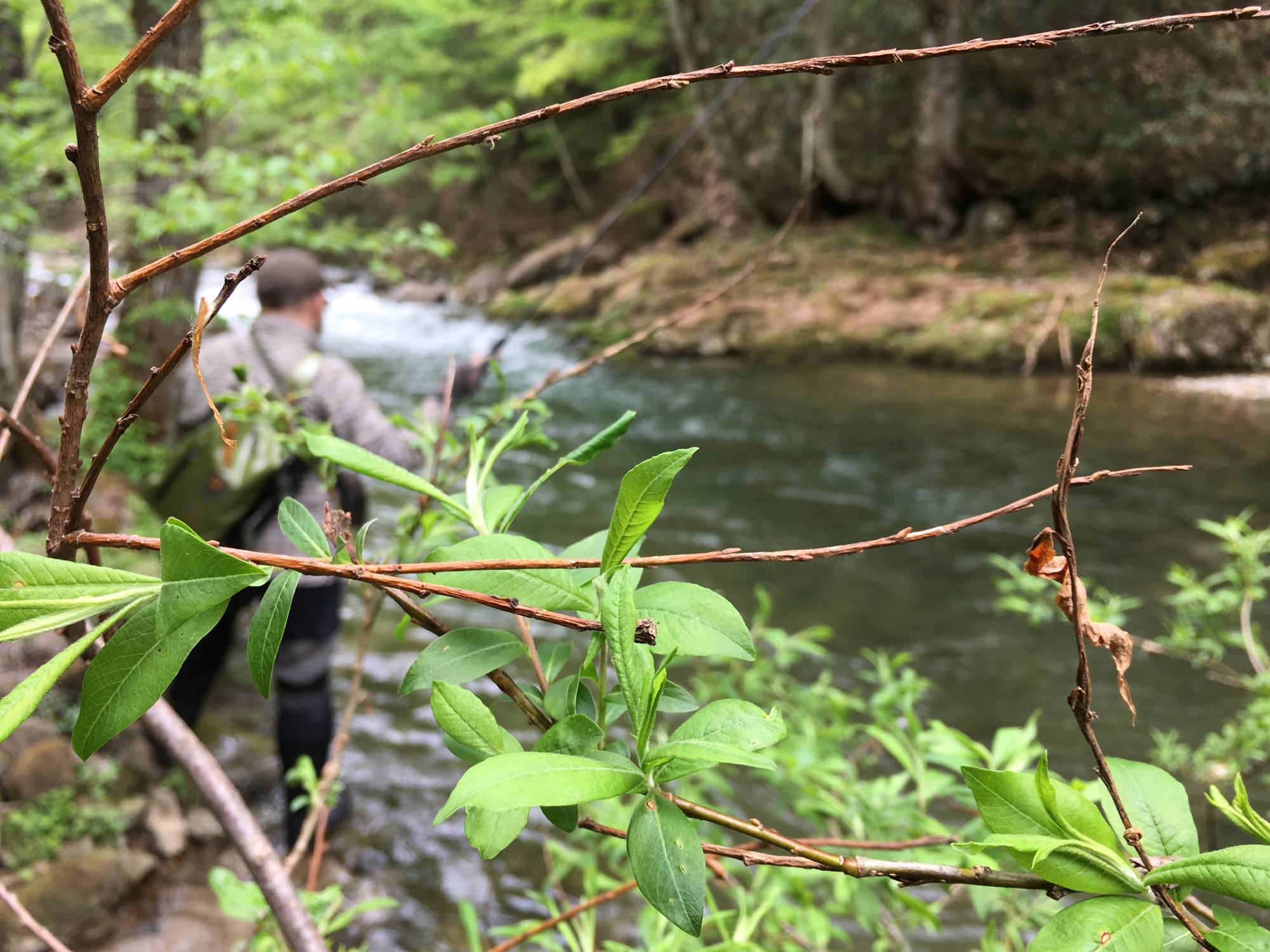 Angler with budding tree branch in the foreground