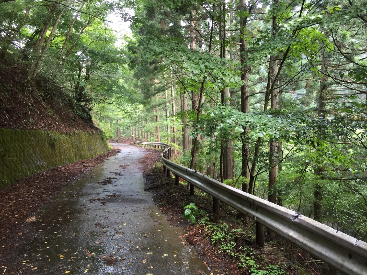 Hiking in on the forestry access road