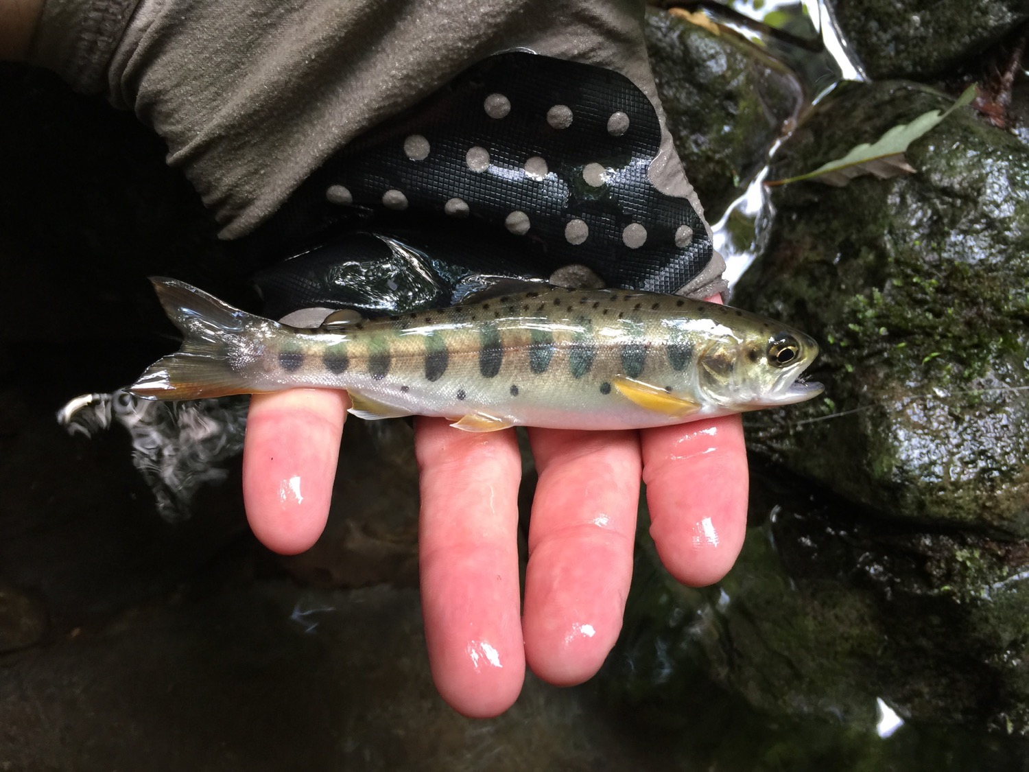 A small yamame trout