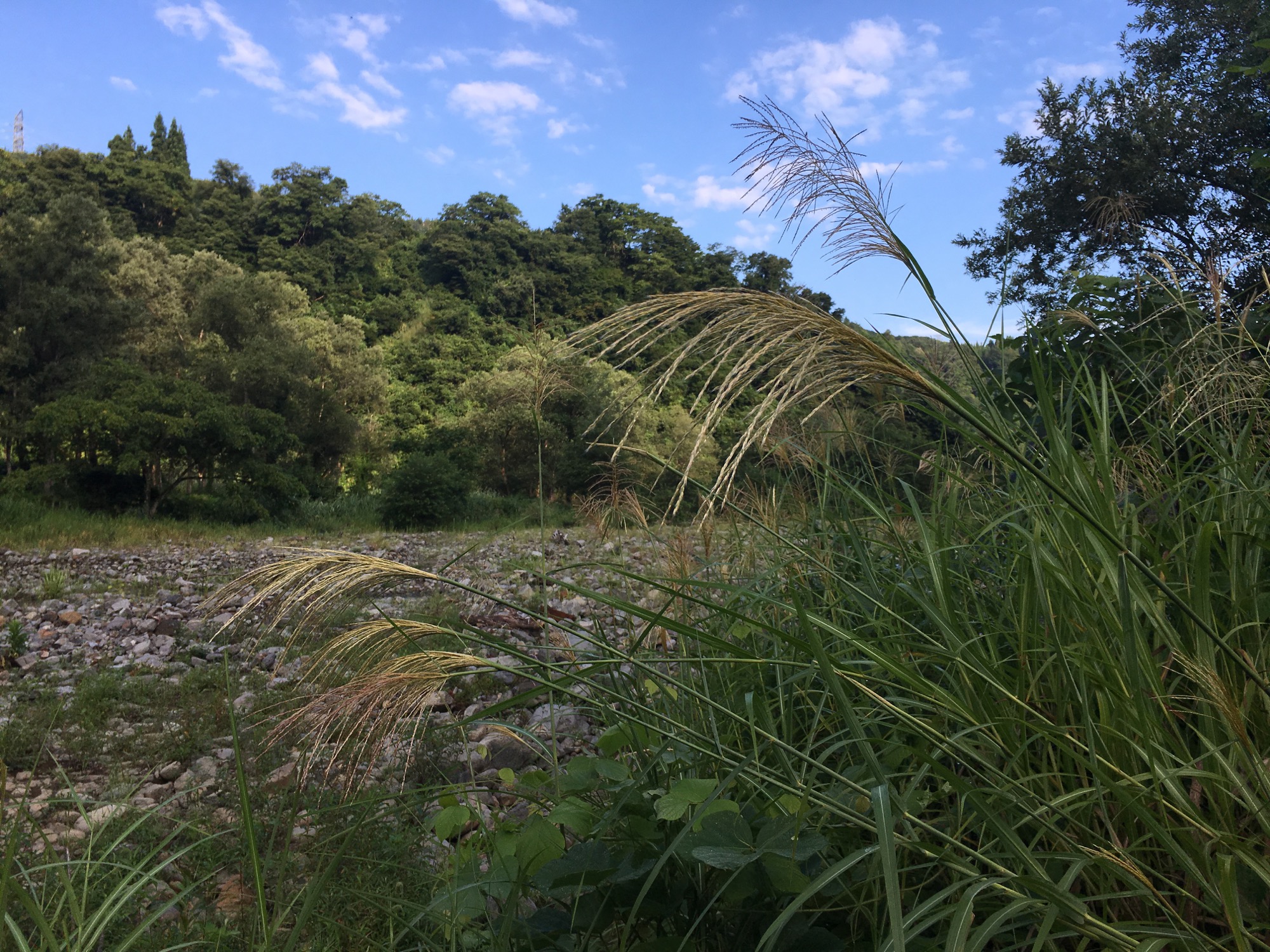 Susuki grass in all their glory